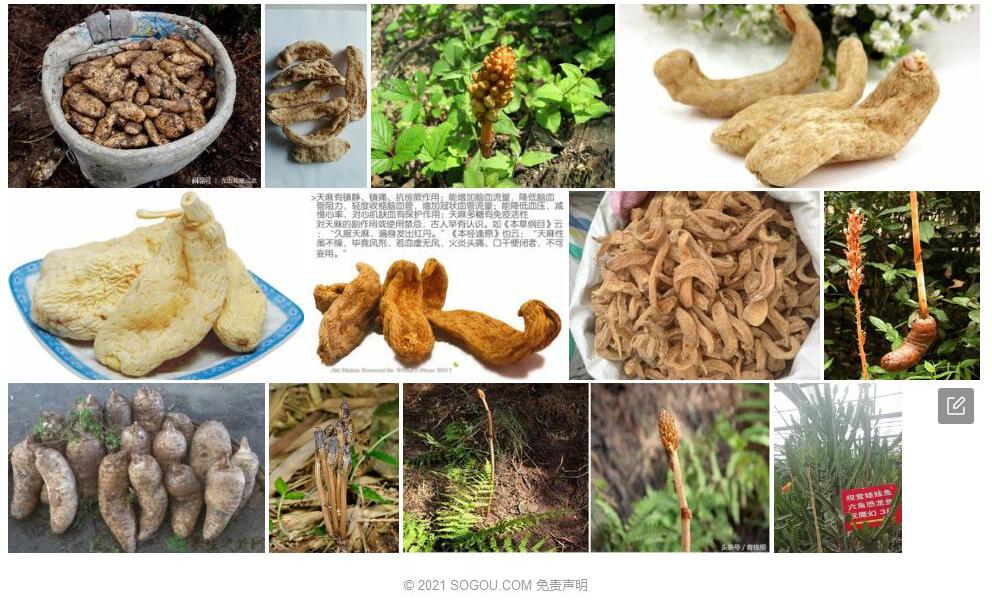 无喙天麻照片和图片/