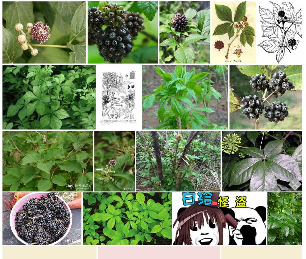 无梗五加照片和图片/