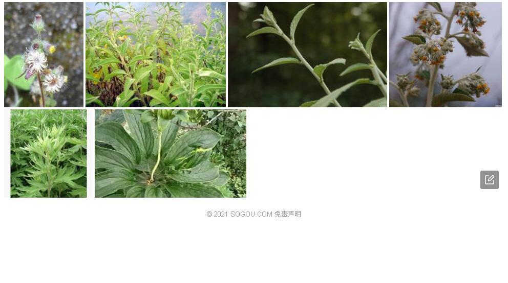 无梗艾纳香照片和图片/