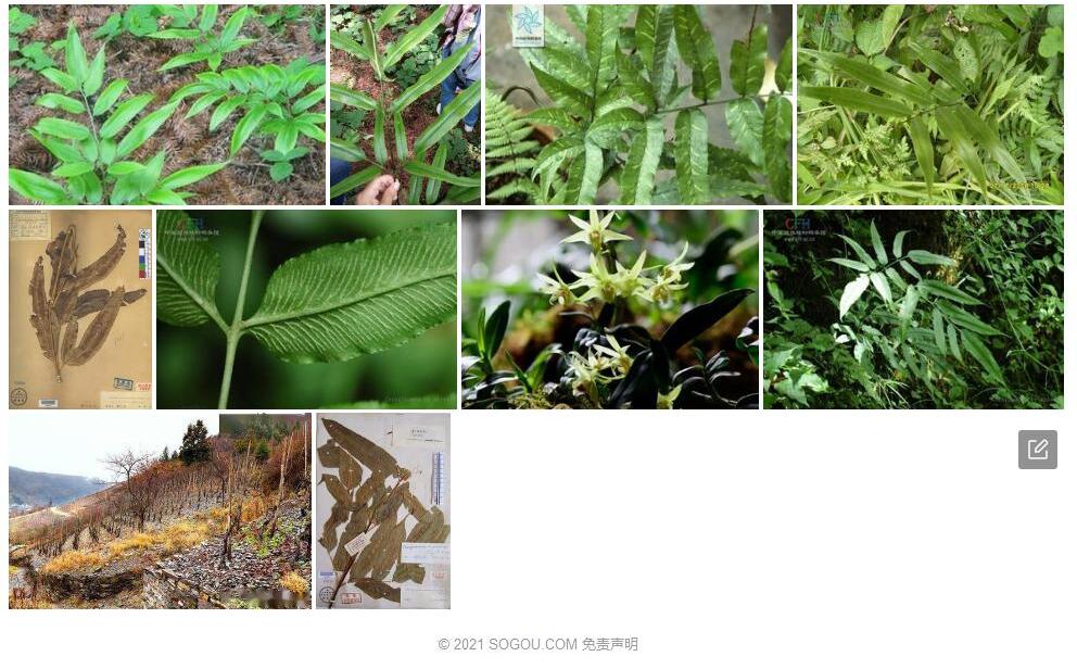 无毛凤丫蕨照片和图片/