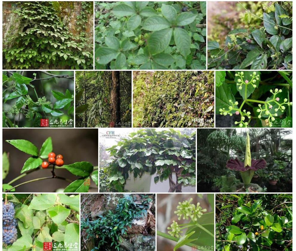 无毛崖爬藤照片和图片/
