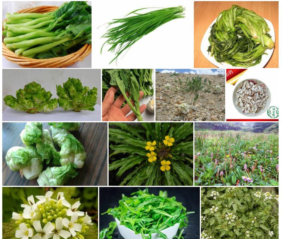 无毛条果芥照片和图片/