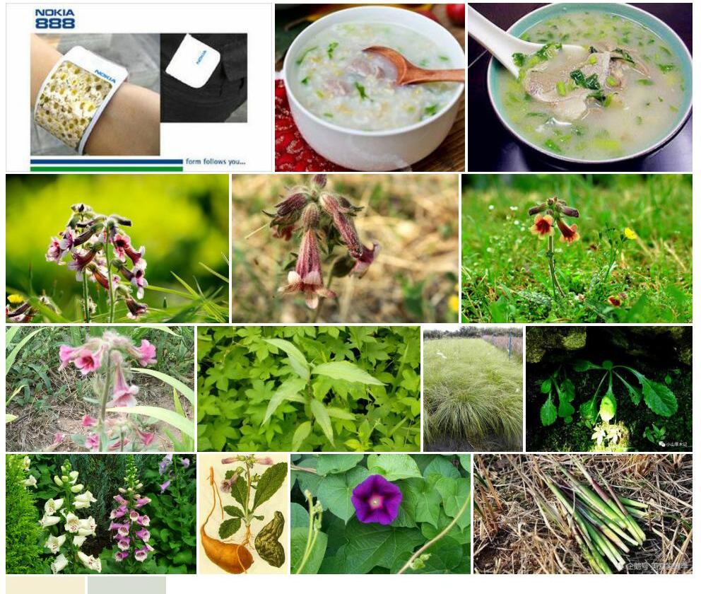 无毛毛地黄鼠尾草照片和图片/