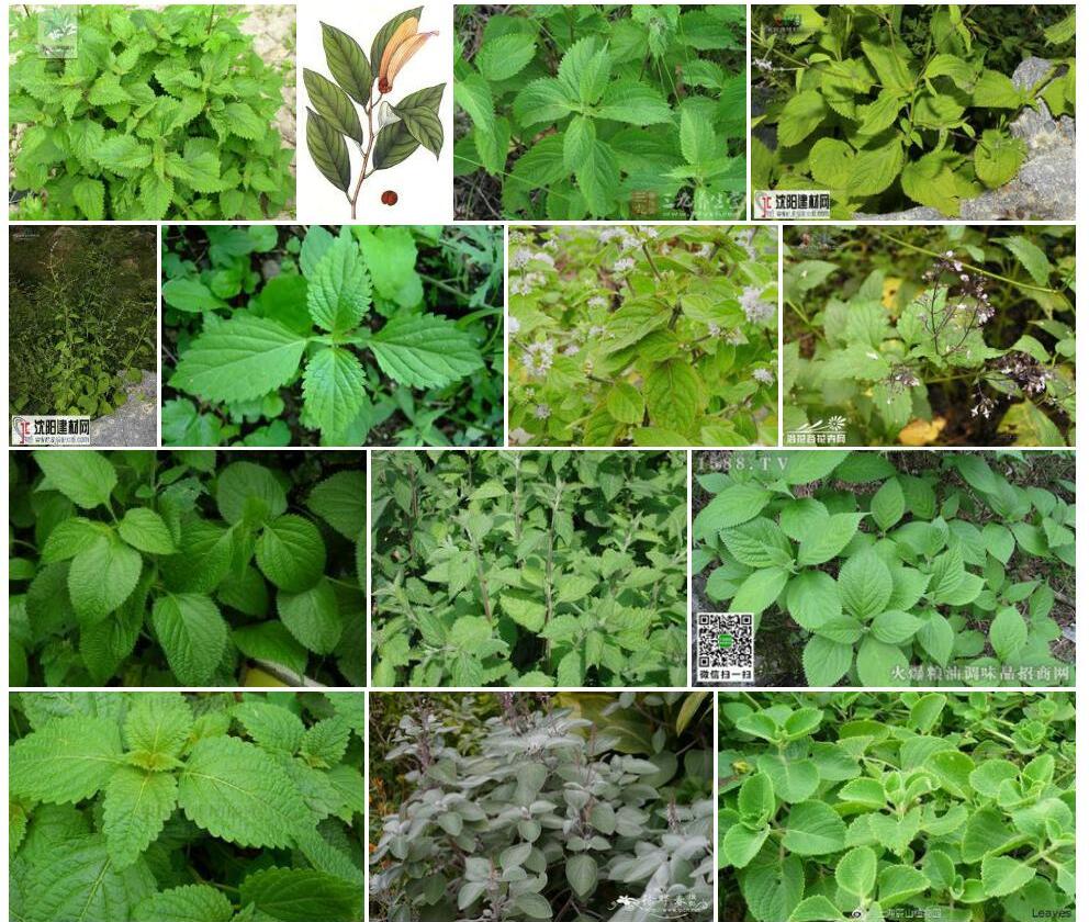无毛狭叶香茶菜照片和图片/