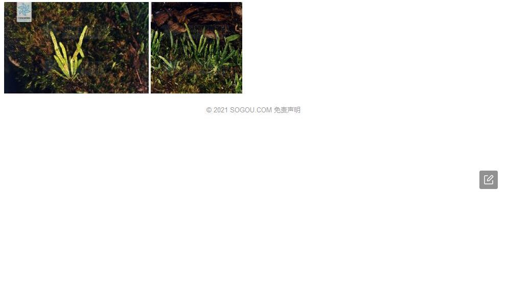 无毛禾叶蕨照片和图片/