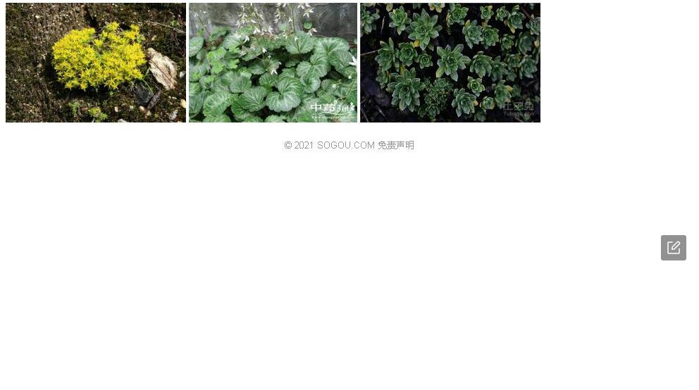 无爪虎耳草照片和图片/