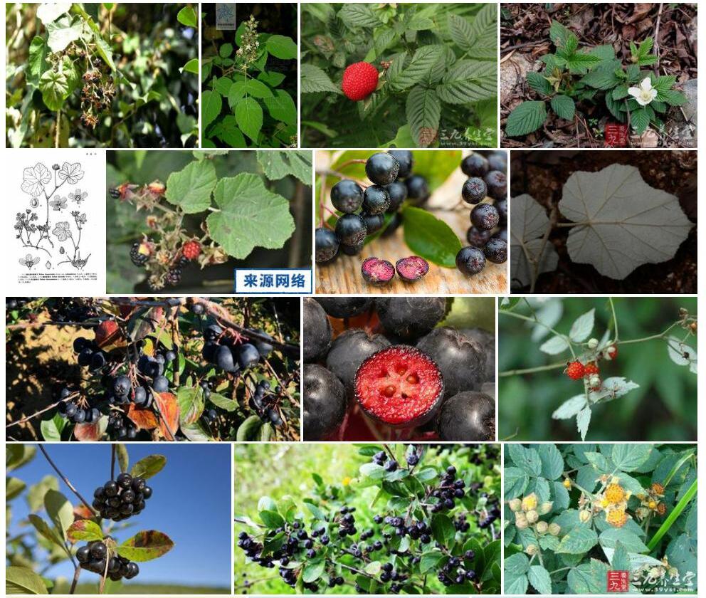 无腺灰白毛莓照片和图片/