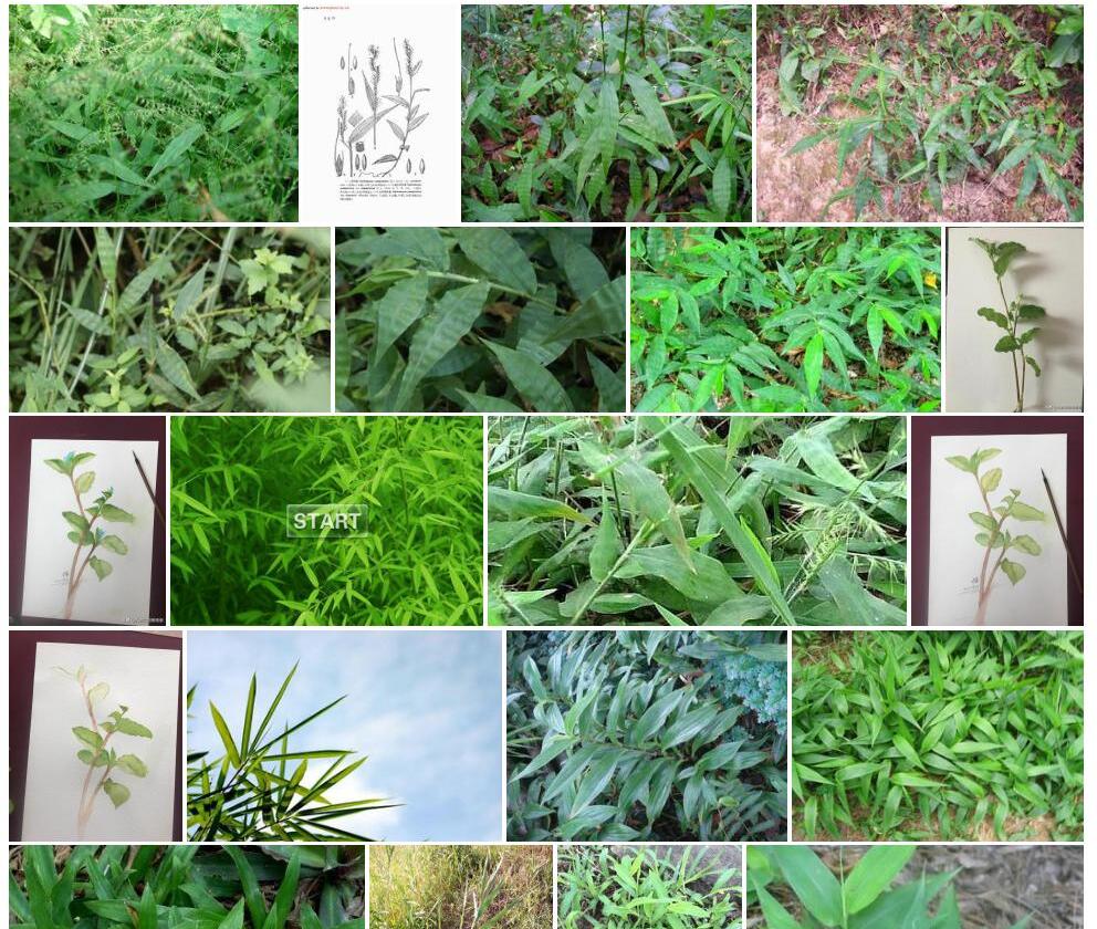 无芒竹叶草照片和图片/