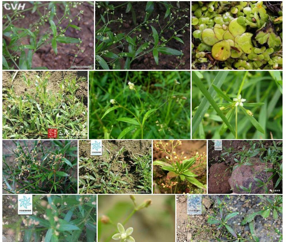 无茎粟米草照片和图片/