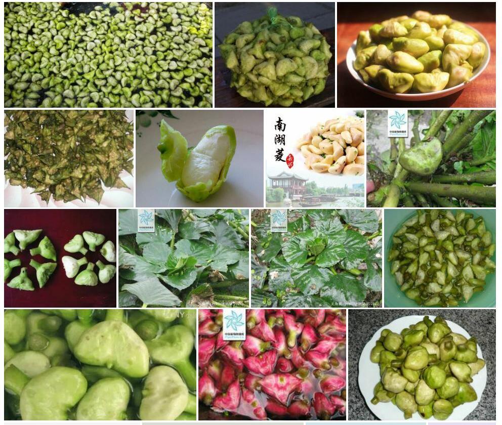 无角菱照片和图片/