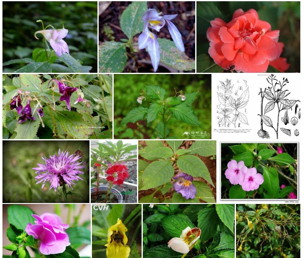 无距凤仙花照片和图片/