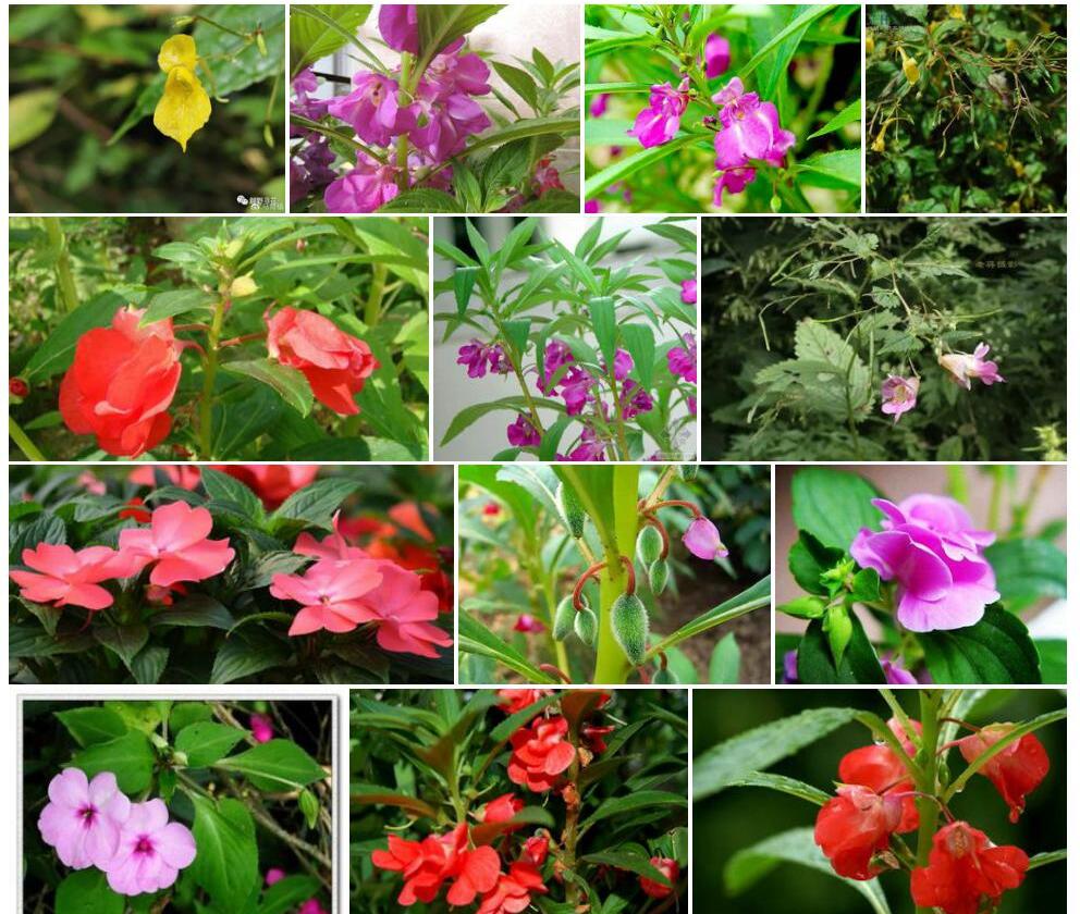 无距总状凤仙花照片和图片/