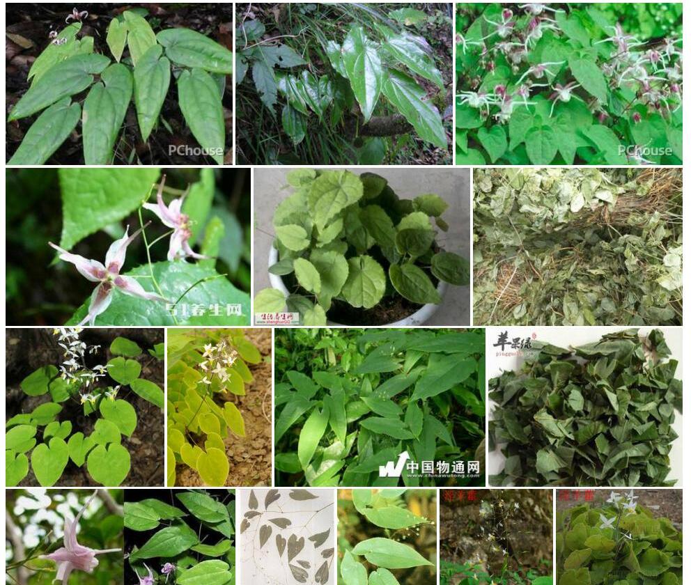无距淫羊藿照片和图片/