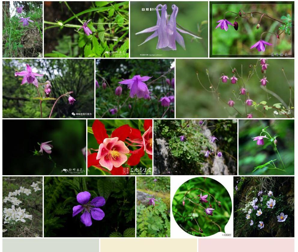 无距耧斗菜照片和图片/