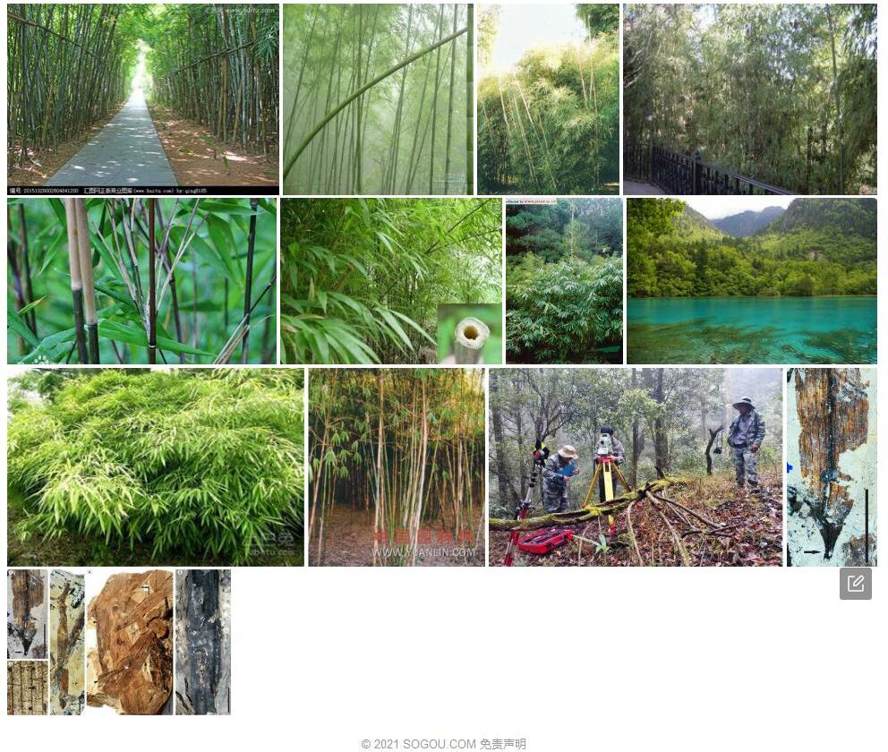 无量山箭竹照片和图片/