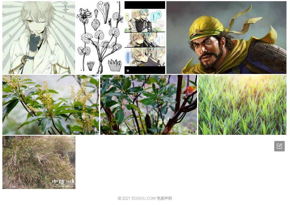 无髭毛建草照片和图片/