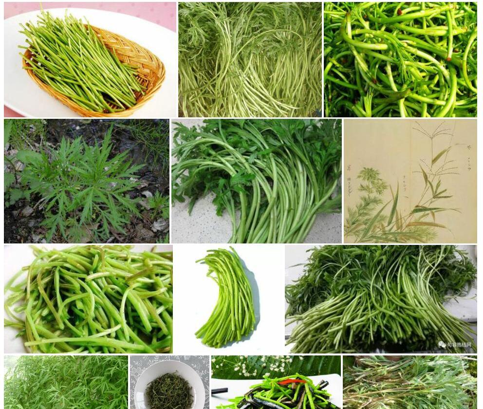无齿蒌蒿照片和图片/