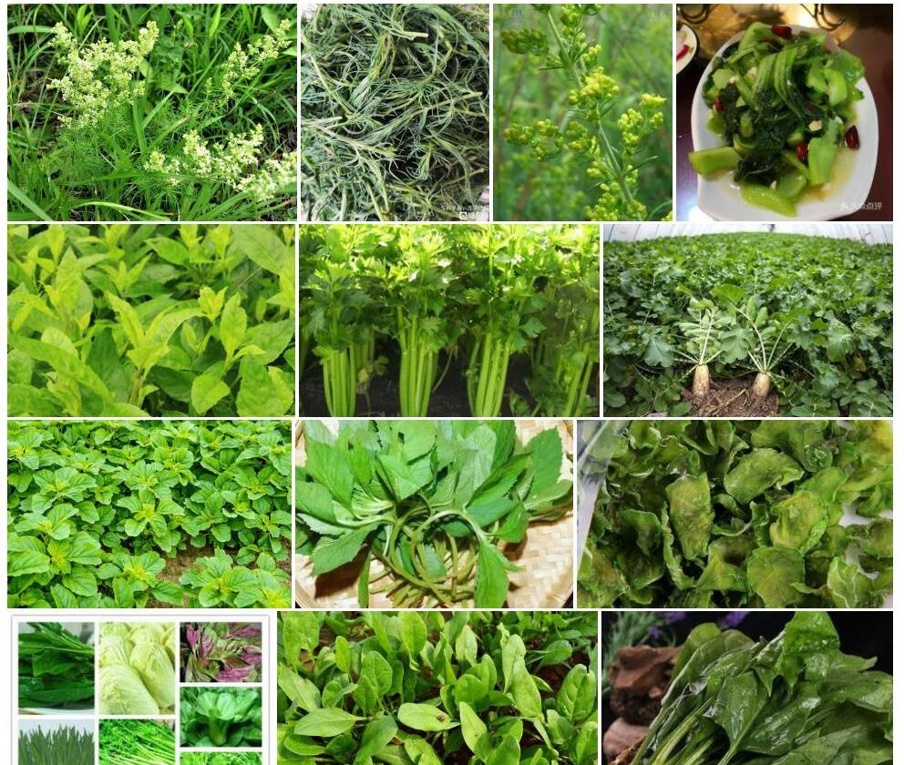 日光蓬子菜照片和图片/