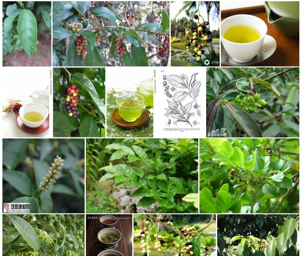 日本五月茶照片和图片/