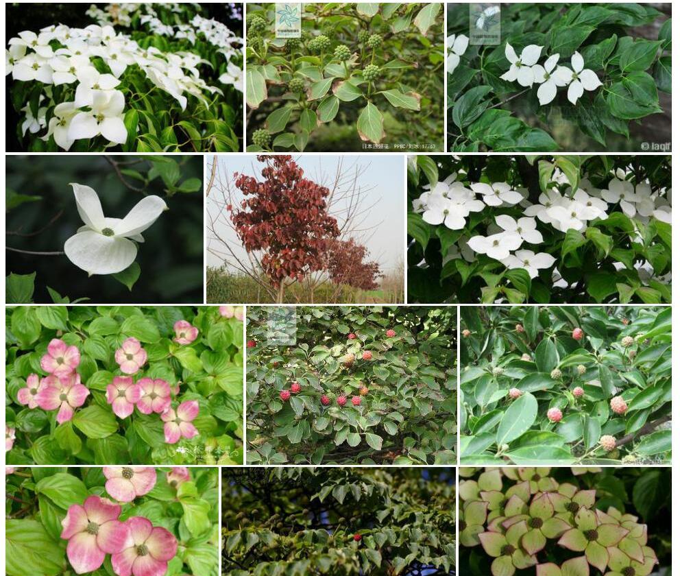 日本四照花照片和图片/