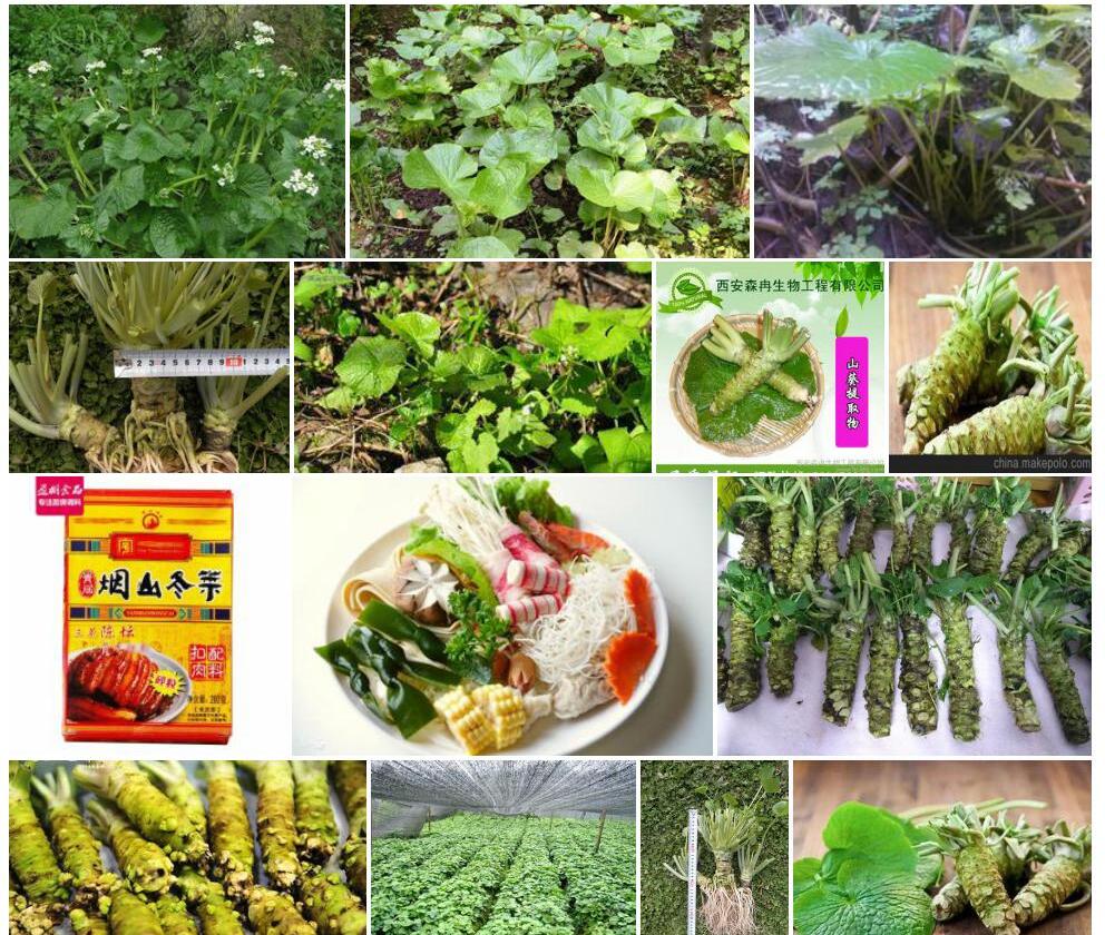 日本山萮菜照片和图片/