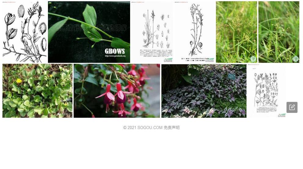 日本柳叶箬照片和图片/