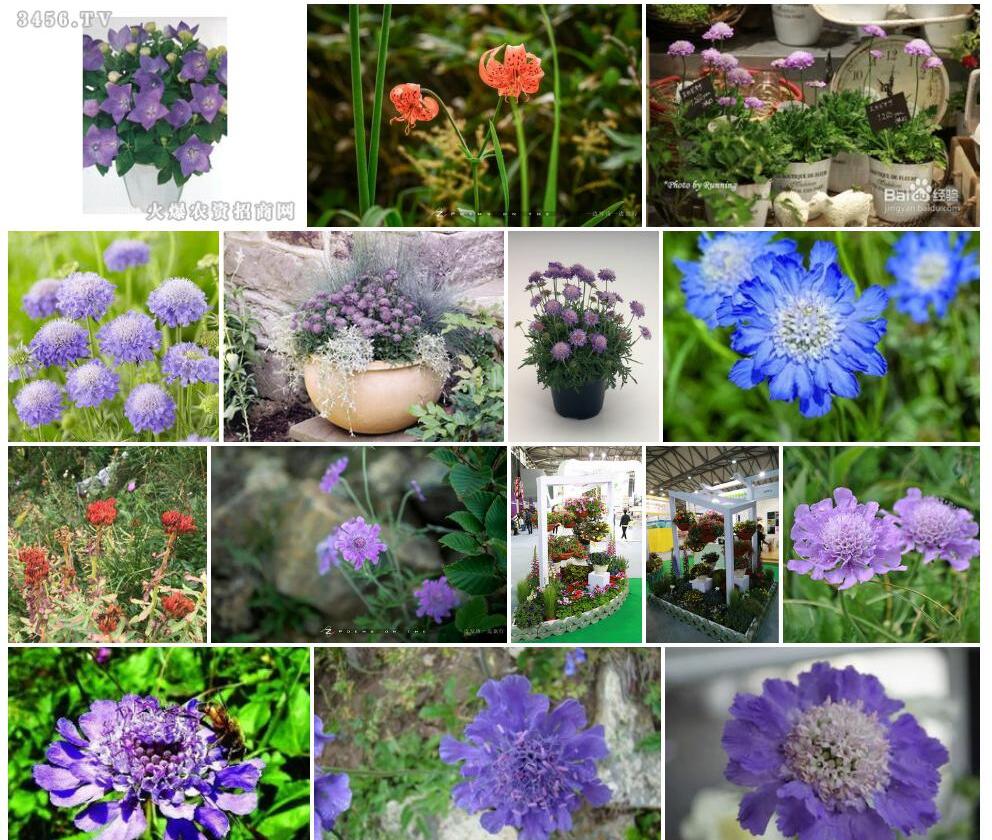 日本蓝盆花照片和图片/