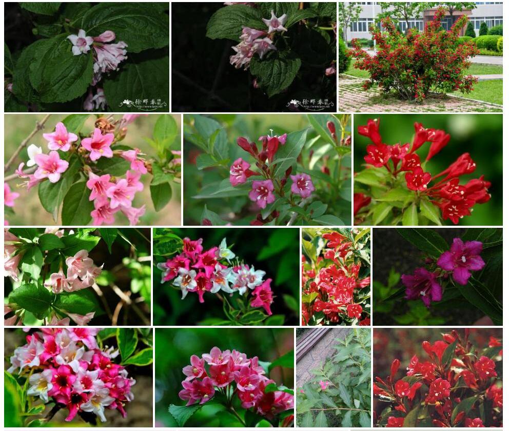 日本锦带花照片和图片/