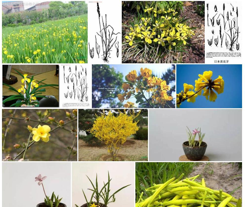 日本黄花茅照片和图片/