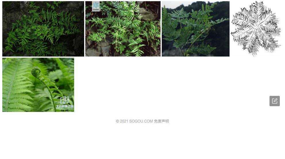 旱蕨属照片和图片/