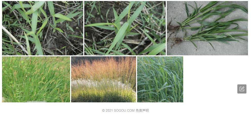 旱黍草照片和图片/