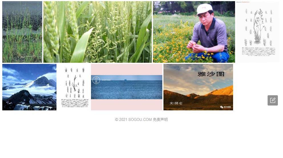 昆仑碱茅照片和图片/