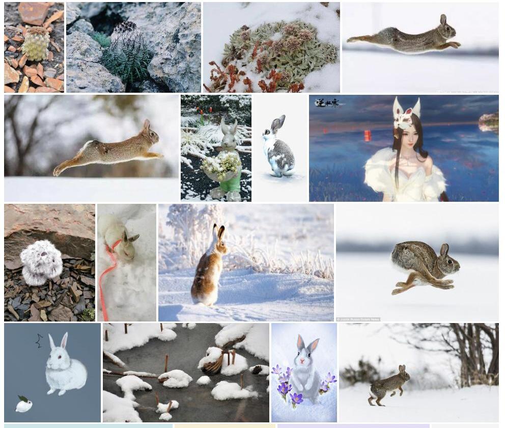 昆仑雪兔子照片和图片/