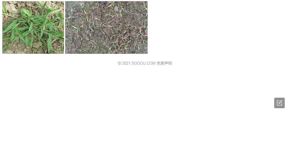 昆仑马唐照片和图片/