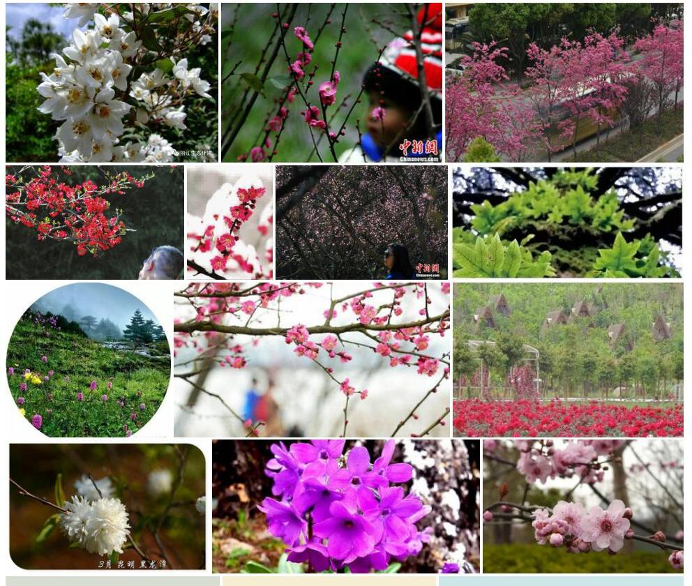 昆明山梅花照片和图片/