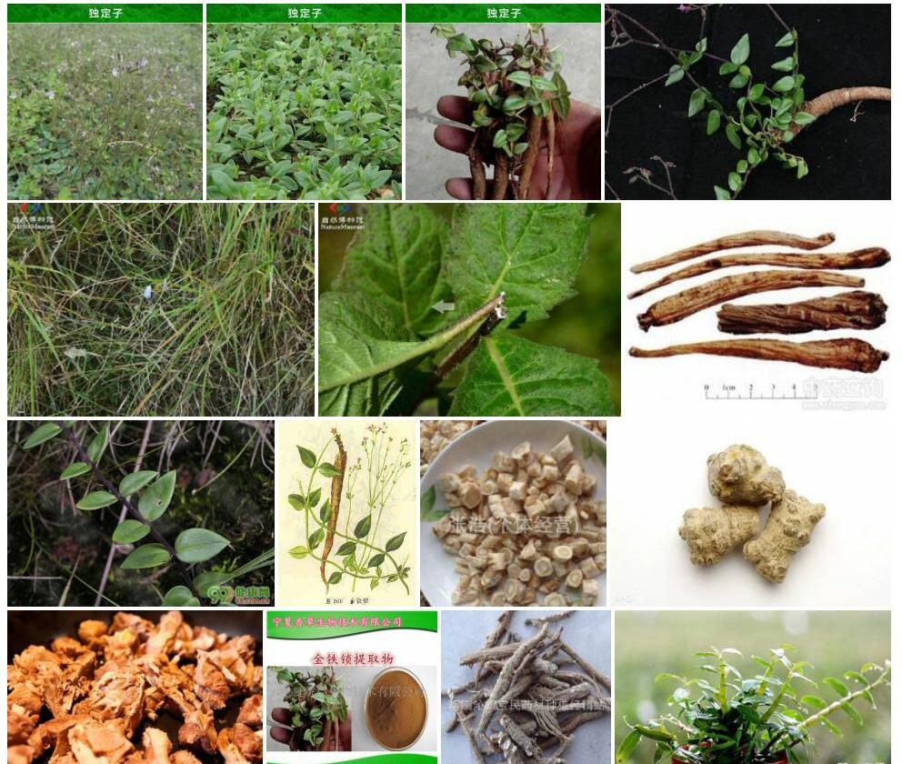 昆明沙参照片和图片/