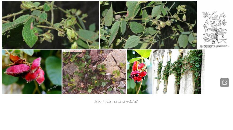 昆明鹿藿照片和图片/