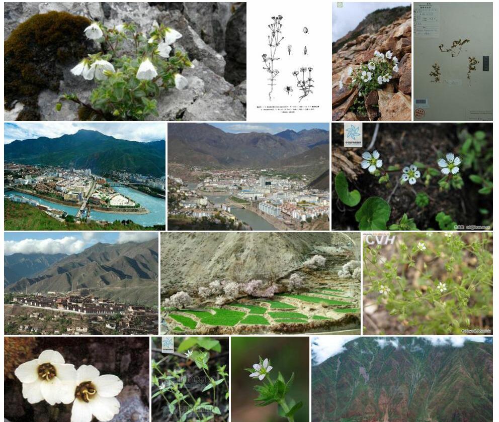 昌都无心菜照片和图片/
