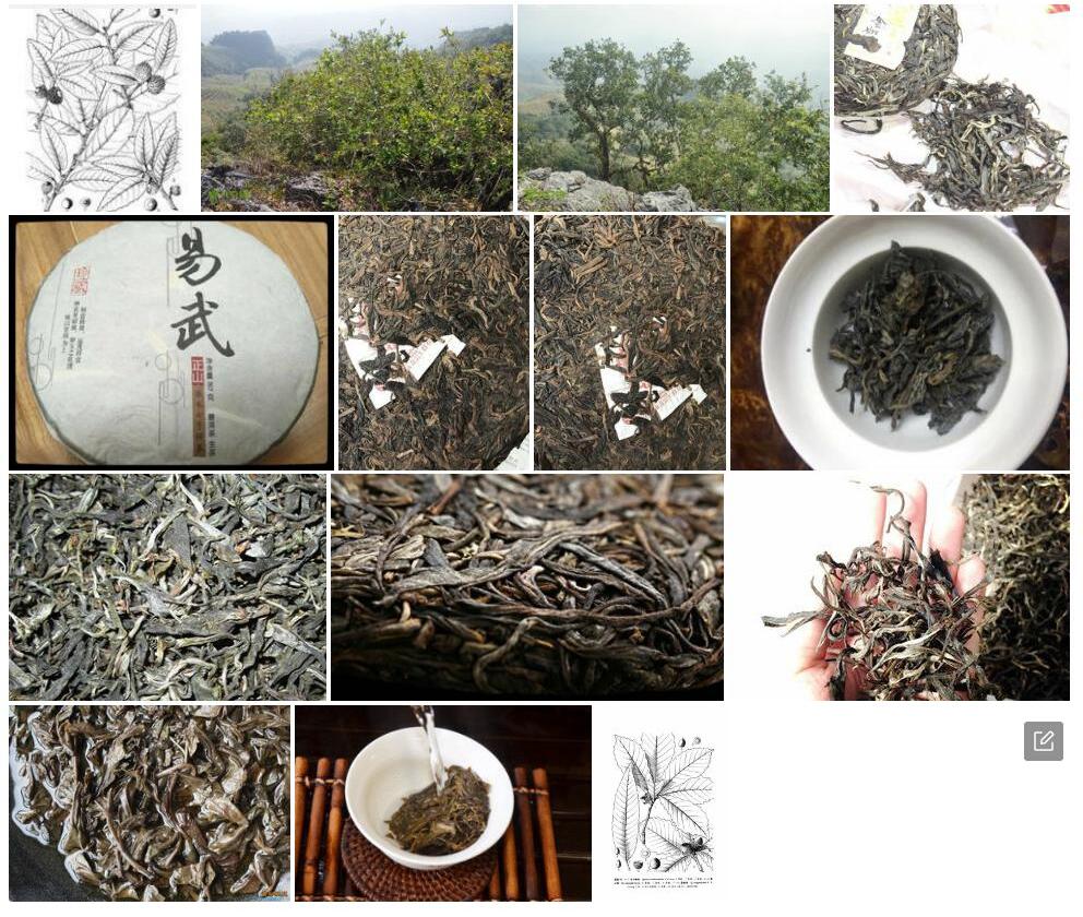 易武栎照片和图片/