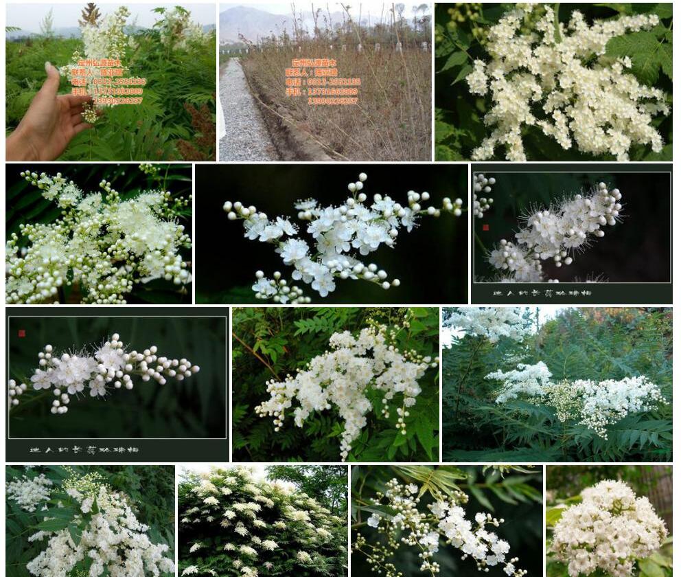 星毛珍珠梅照片和图片/