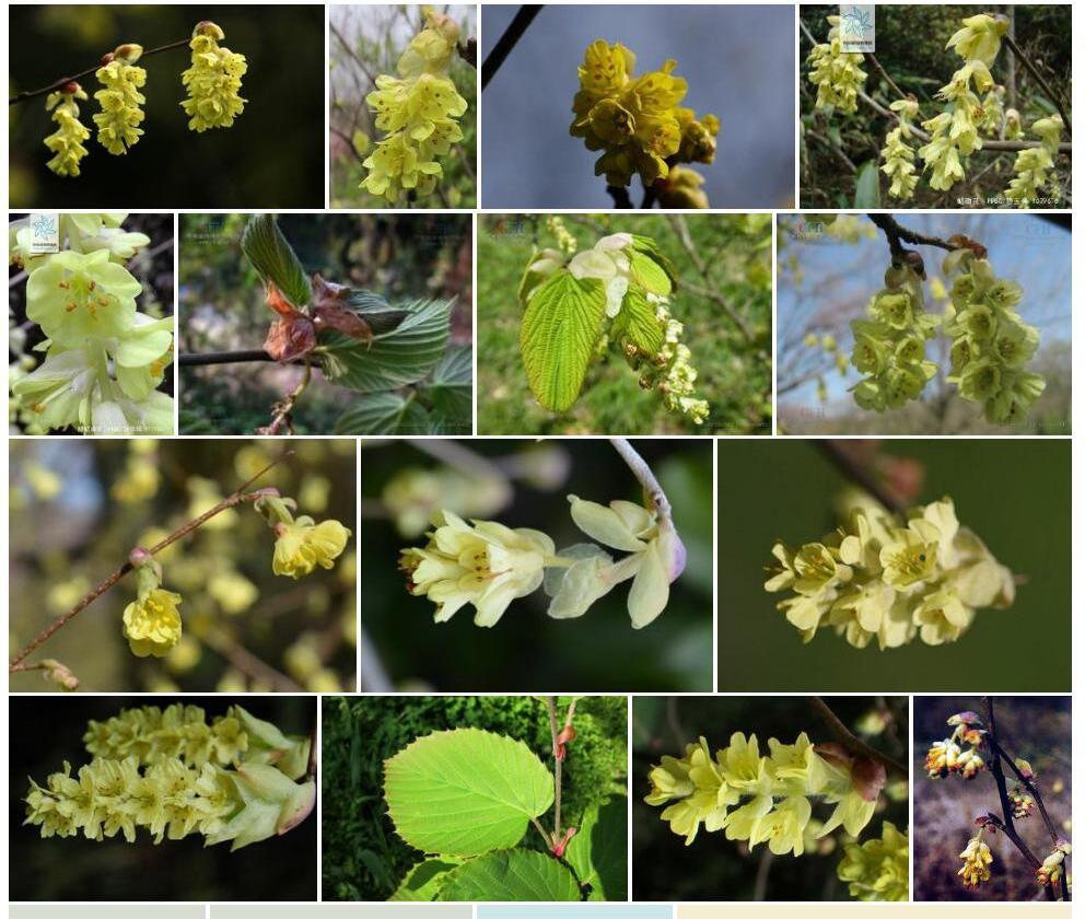 星毛蜡瓣花照片和图片/