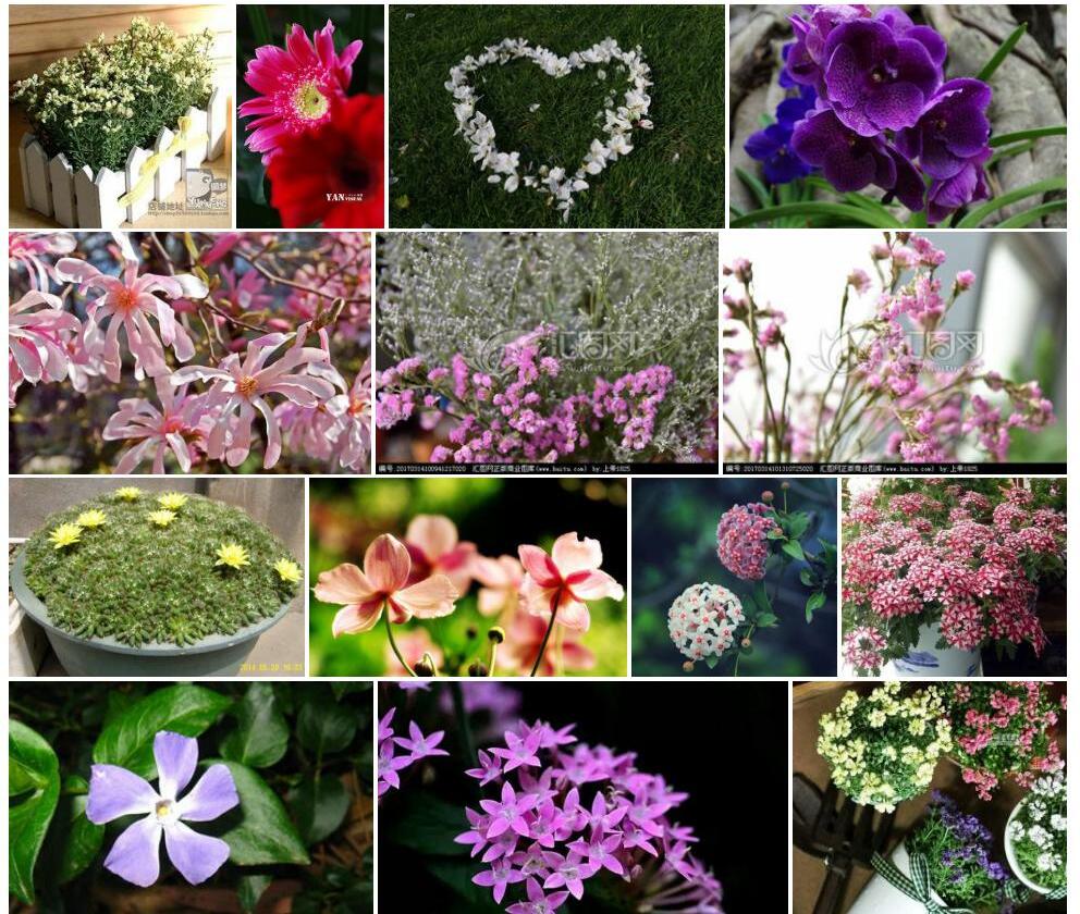 星花草照片和图片/