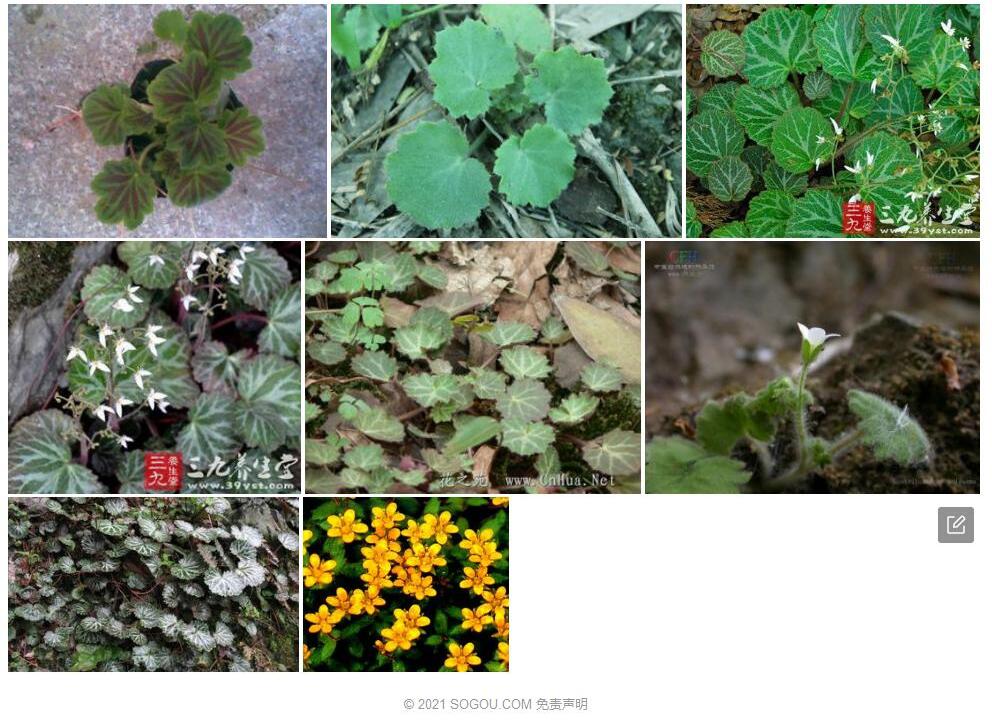 春丕虎耳草照片和图片/
