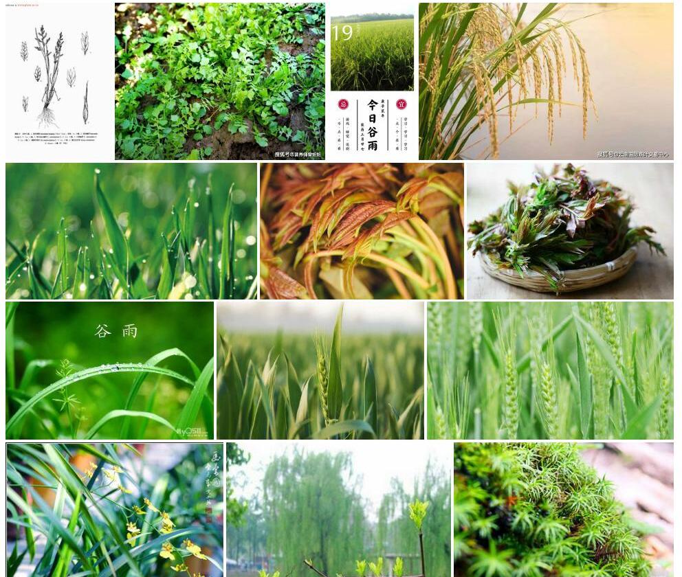 春丕谷羊茅照片和图片/