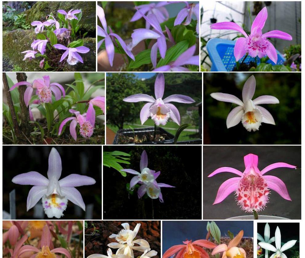 春花独蒜兰照片和图片/