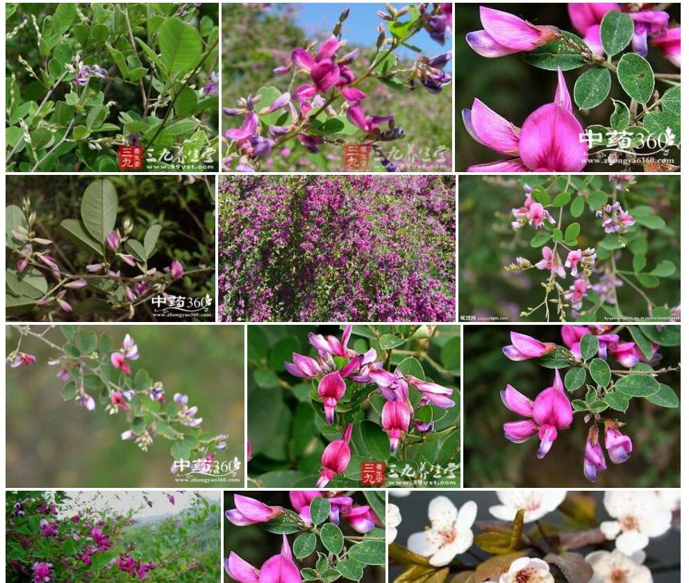 春花胡枝子照片和图片/
