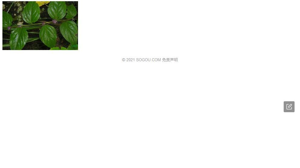 春黄菊叶马先蒿照片和图片/