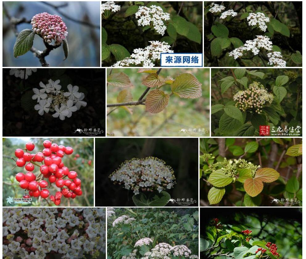显脉荚蒾照片和图片/