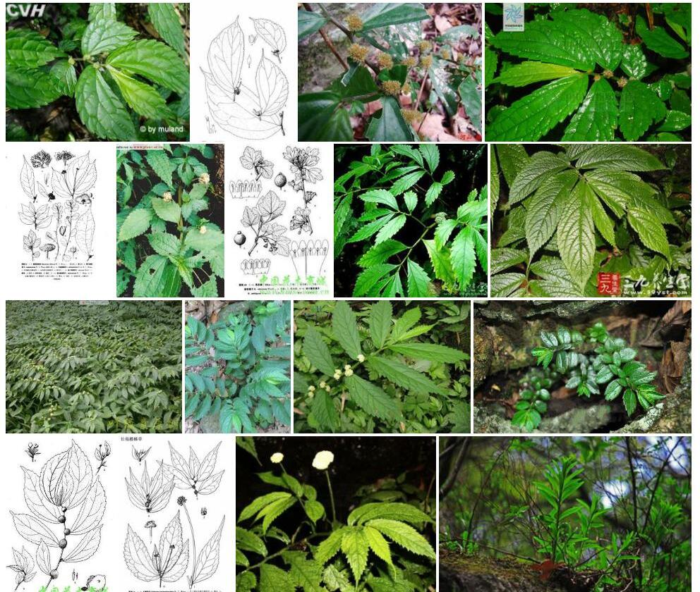 显苞楼梯草照片和图片/