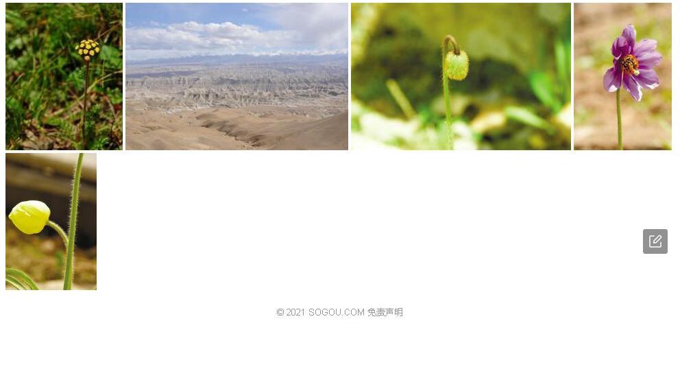 普兰女蒿照片和图片/